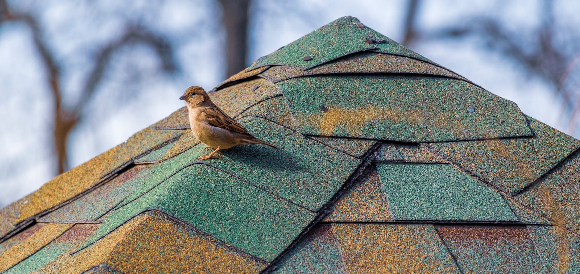 Wind-damaged shingles peeled back along a roof edge